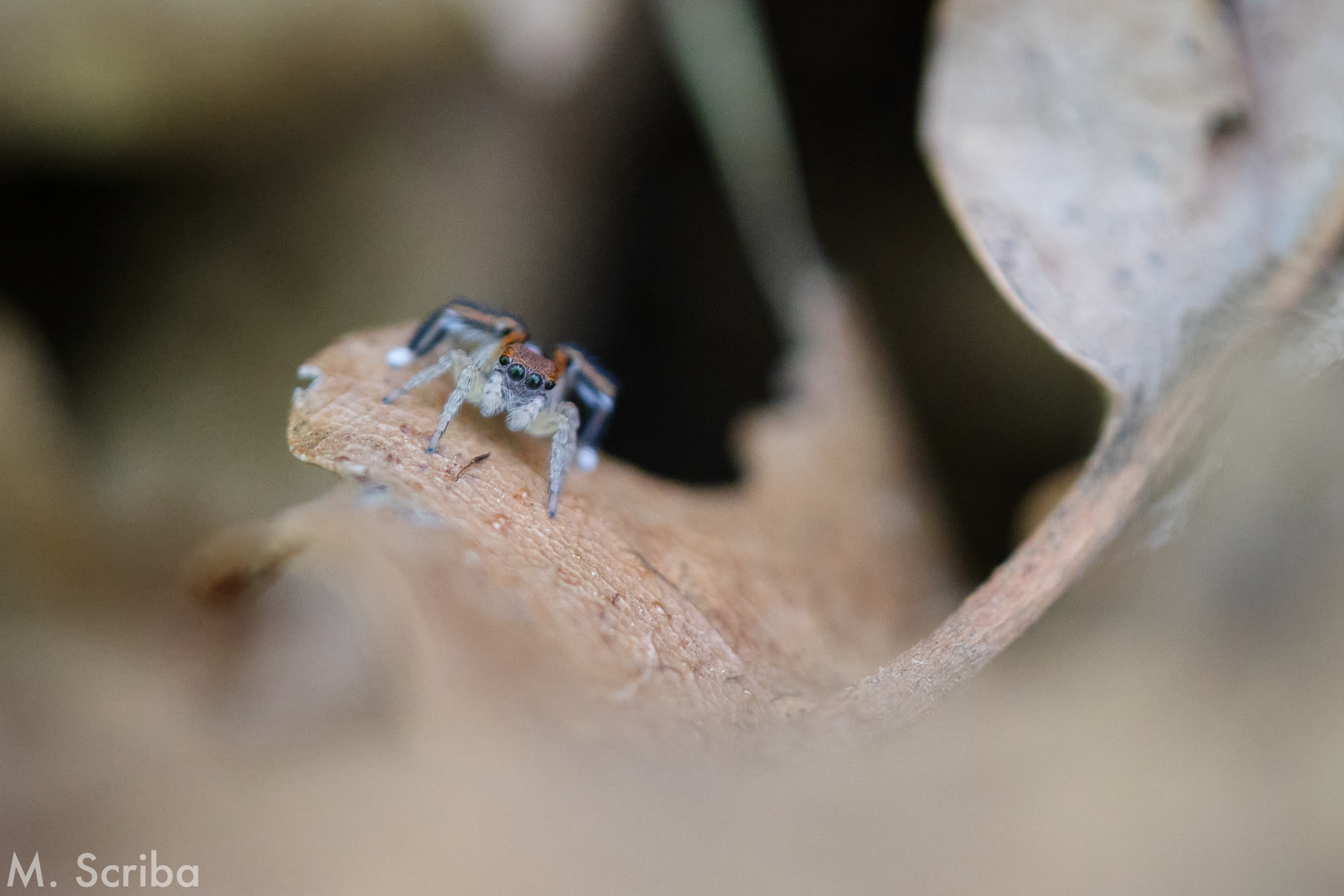Saitis barbipes male on a leaf